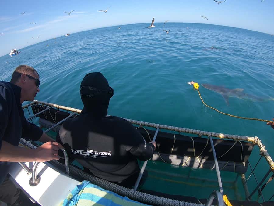 Gansbaai: Shark Cage Diving and Shark Viewing Boat Trip - Is the $161 price fair?