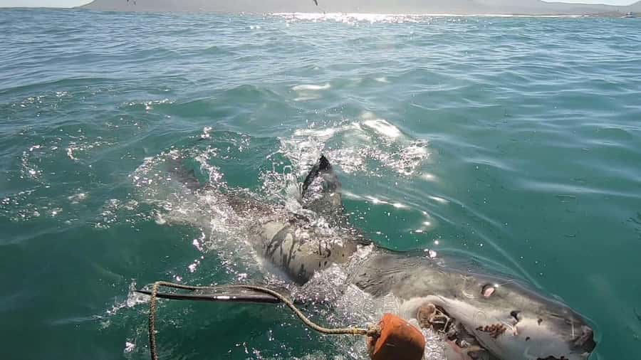 Gansbaai: Shark Cage Diving and Shark Viewing Boat Trip - Breakfast, equipment, and the safety briefing