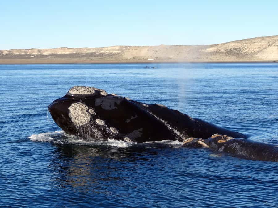 Gansbaai: Shark Dive & Whale Watching Combo Boat Trip - Two marine wildlife trips, one Gansbaai booking