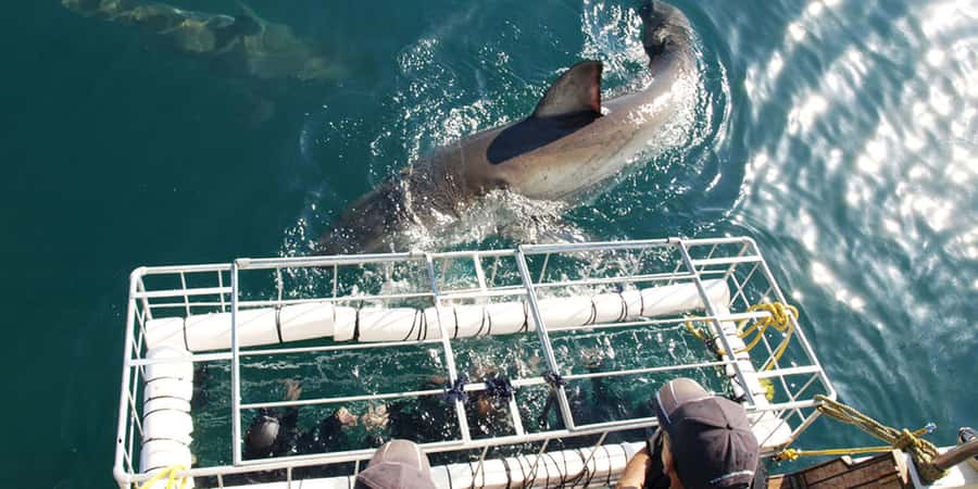 Gansbaai: Shark Dive & Whale Watching Combo Boat Trip - What happens in the eight-person cage