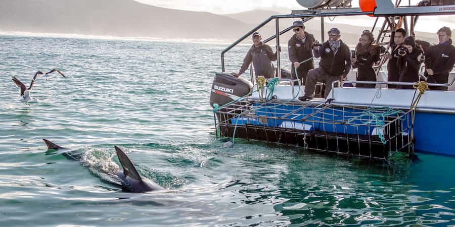 Gansbaai: Shark Dive & Whale Watching Combo Boat Trip - Great whites are a possibility, not a promise