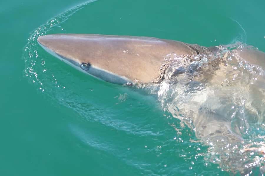 Gansbaai: Shark Dive & Whale Watching Combo Boat Trip - How to arrange the two activities