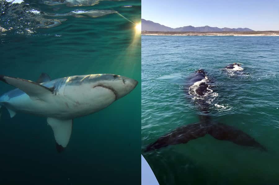 Gansbaai: Shark Dive & Whale Watching Combo Boat Trip - What to pack for a cold, exposed boat ride