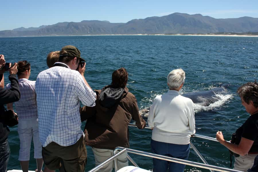 Gansbaai: Shark Dive & Whale Watching Combo Boat Trip - Who will get the most from this package