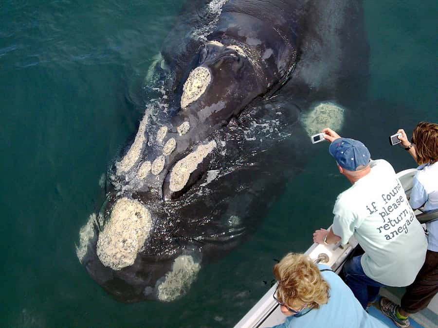 Gansbaai: Shark Dive & Whale Watching Combo Boat Trip - Starting at Kleinbaai Harbour and Dyer Island