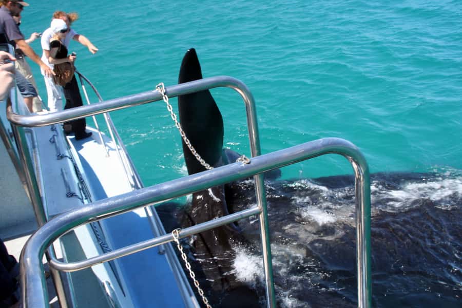 Gansbaai: Whale Watching Trip by Boat - Setting out from Gansbaai Harbour