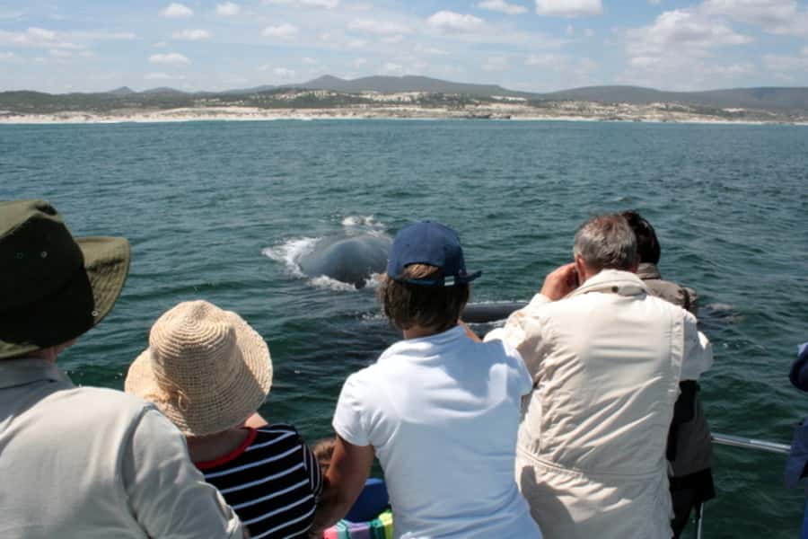 Gansbaai: Whale Watching Trip by Boat - Should you book this Gansbaai whale trip?