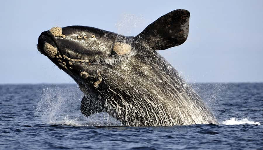 Gansbaai: Whale Watching Trip by Boat - Dolphins, seals, sharks, and the wider cast
