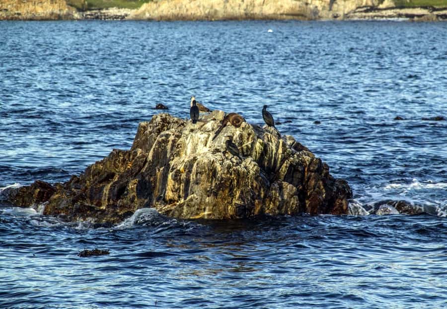 Gansbaai: Whale Watching Trip by Boat - What the two-hour format really gives you