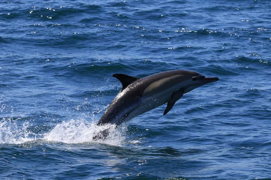 Gansbaai: Whale Watching Trip by Boat - Is $146 good value?