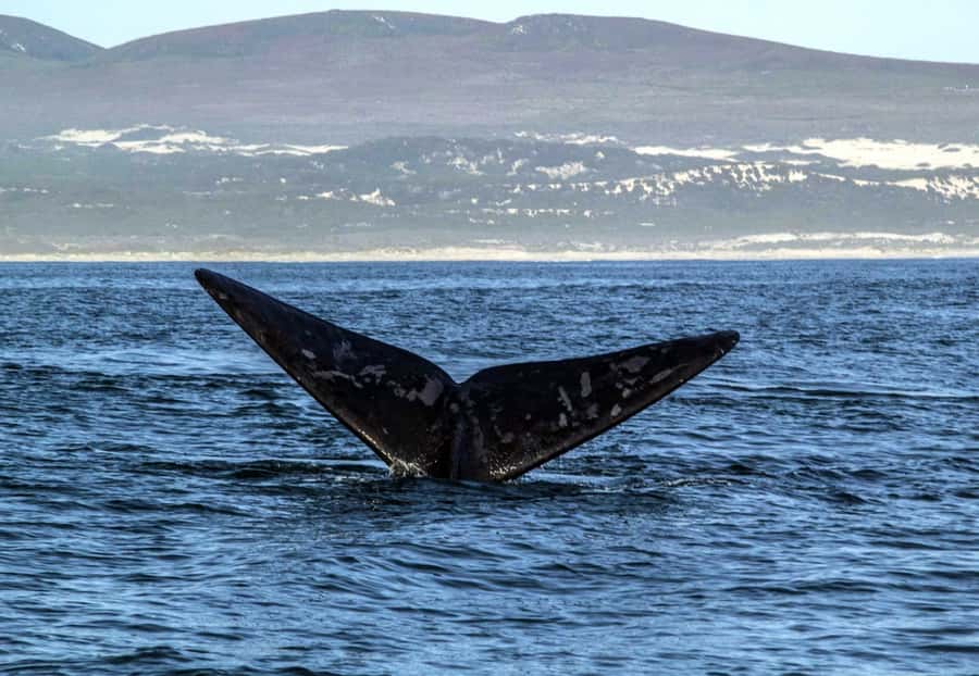 Gansbaai: Whale Watching Trip by Boat - Practical details before you go