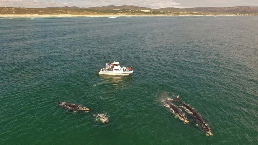 Gansbaai: Whale Watching Trip by Boat - Watching southern right whales at close range