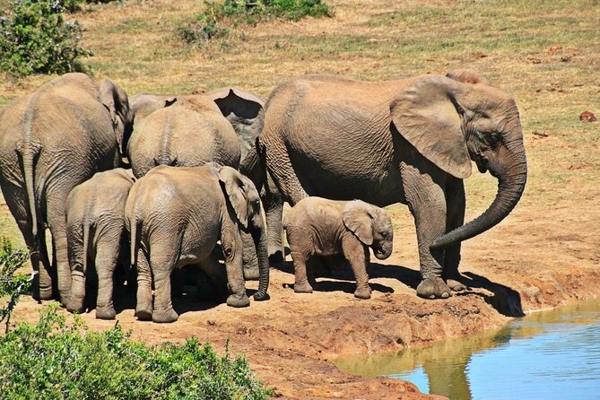 Garden Route 5 Day Hiking & Safari Adventure from Cape Town - What the $1,702.74 price really gives you