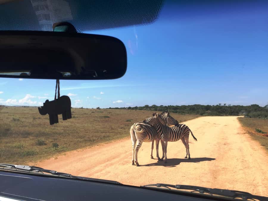 Garden Route and Addo Elephant National Park: 5-Day Safari - Day 5: Addo Elephant National Park and Port Elizabeth