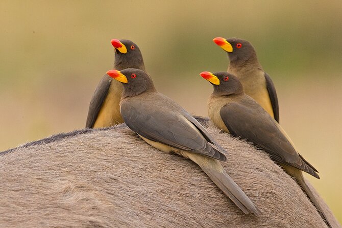 Garden Route and Addo National Park 4 Day Safari - Accommodation, meals, and the real cost