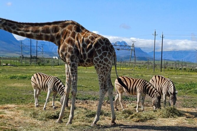 Giraffe Encounter and Cheetah Outreach with Wine Tasting - Key points to know before booking