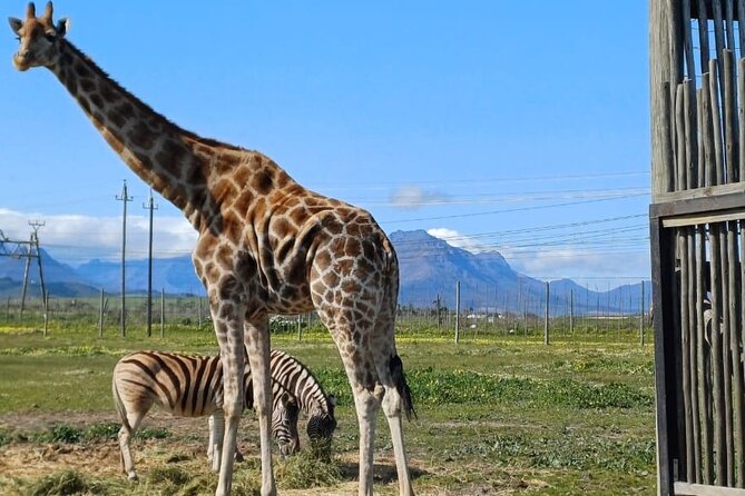 Giraffe Encounter and Cheetah Outreach with Wine Tasting - The road through Stellenbosch vineyards