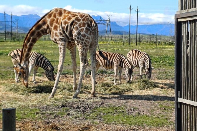 Giraffe Encounter and Cheetah Outreach with Wine Tasting - Wine tasting, with the extra cost explained
