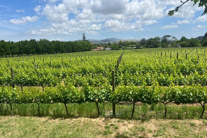 Giraffe Encounter and Cheetah Outreach with Wine Tasting - What the $239.24 price really buys