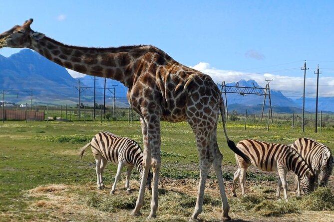 Giraffe Encounter and Cheetah Outreach with Wine Tasting - How the private format changes the day