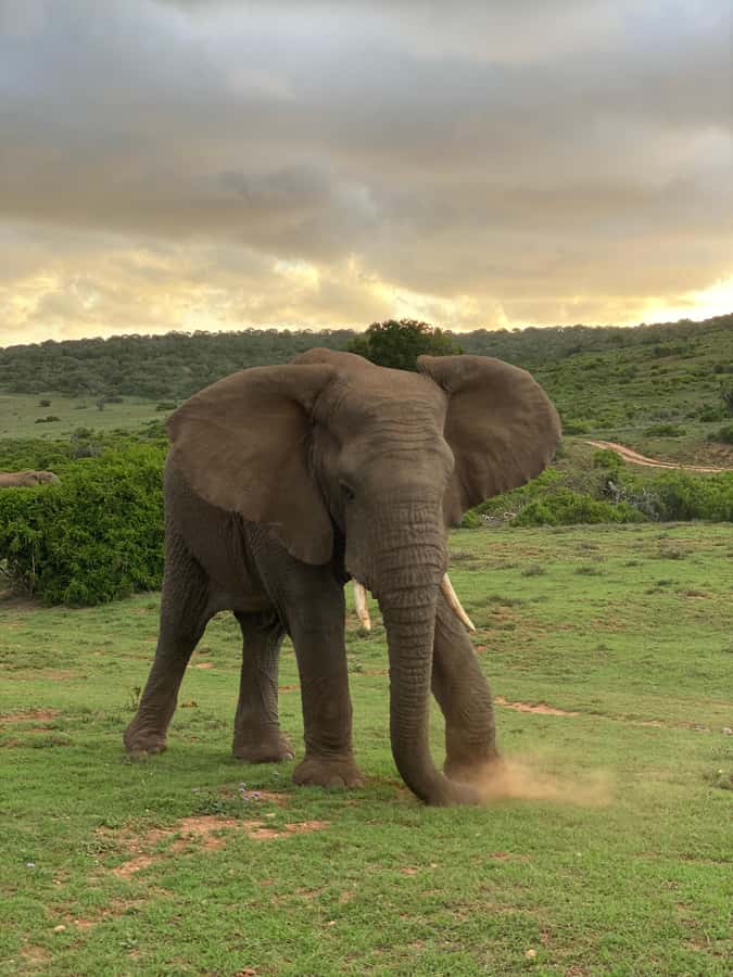 Gqeberha: Park View Game Drive at Schotia Safaris with Lunch - The journey from Gqeberha to the reserve