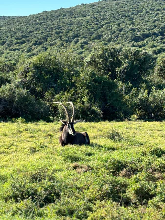 Gqeberha: Park View Game Drive at Schotia Safaris with Lunch - Mammals, birds, and the appeal of regular sightings