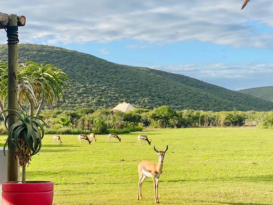 Gqeberha: Park View Game Drive at Schotia Safaris with Lunch - A South African braai instead of a rushed snack