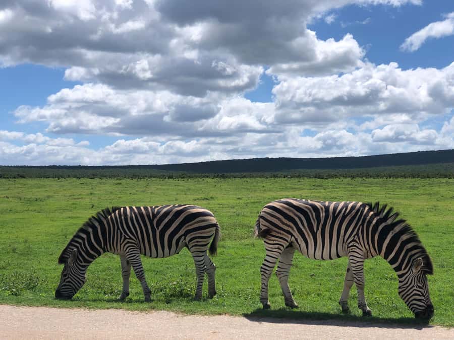Gqeberha: Park View Game Drive at Schotia Safaris with Lunch - Optional activities and what is not included