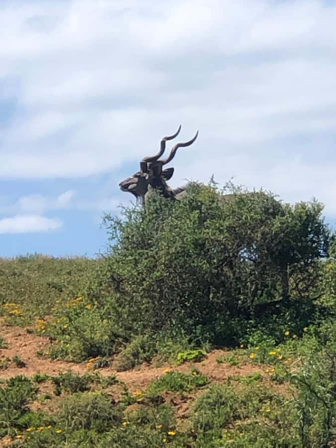 Gqeberha: Park View Game Drive at Schotia Safaris with Lunch - Is $239 good value?
