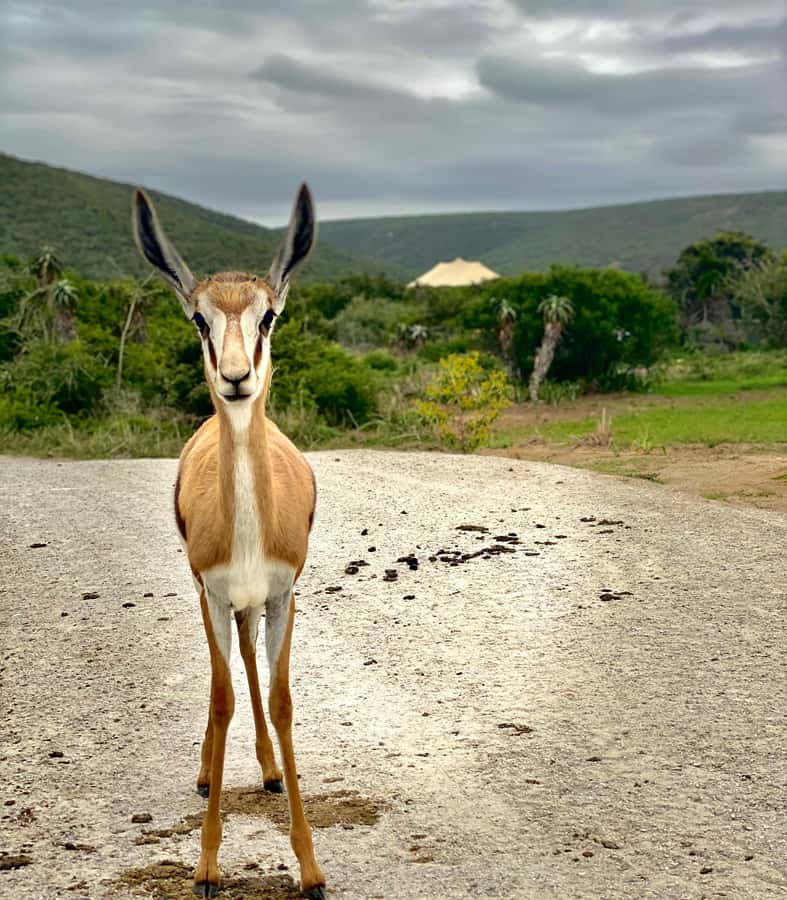 Gqeberha: Park View Game Drive at Schotia Safaris with Lunch - Who should book this game drive?