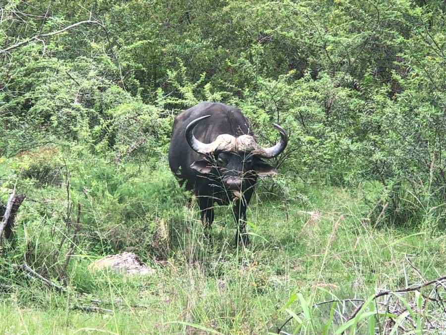 Gqeberha: Park View Game Drive at Schotia Safaris with Lunch - Practical details before you reserve