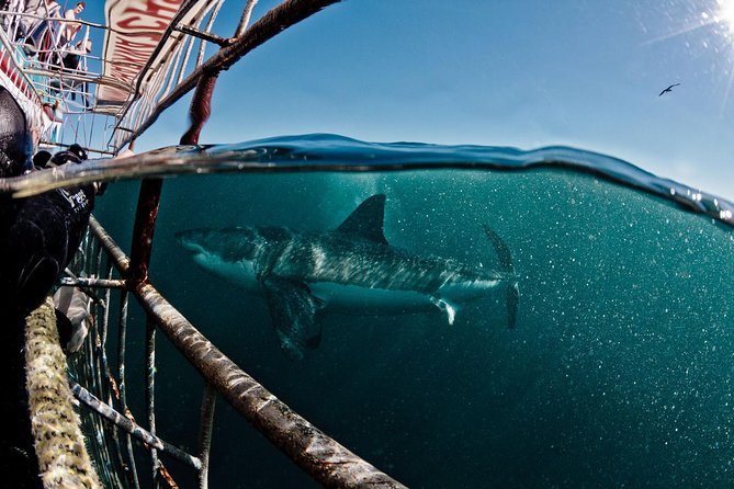 Great White Shark Diving experience. - Before sunrise: the real start of the adventure