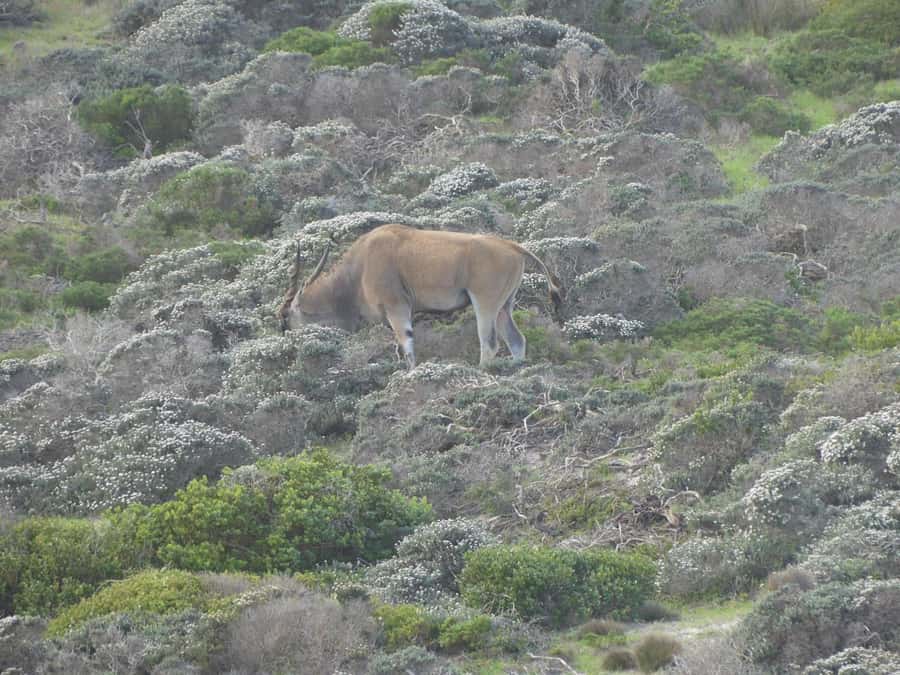 Group Tour of Cape of Good Hope and Boulders Beach Penguins - A full day across the Cape Peninsula