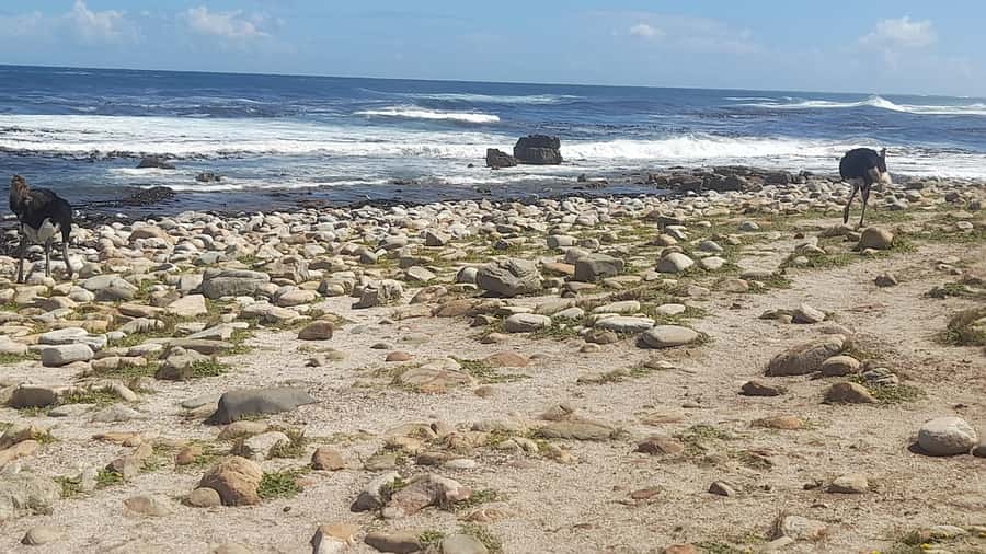 Group Tour of Cape of Good Hope and Boulders Beach Penguins - Cape Point and the new lighthouse