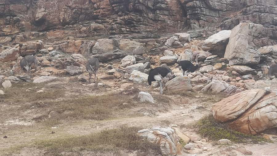 Group Tour of Cape of Good Hope and Boulders Beach Penguins - Muizenberg and the return to Cape Town