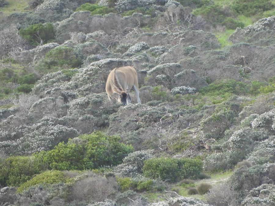 Group Tour of Cape of Good Hope and Boulders Beach Penguins - Who will get the most from this tour