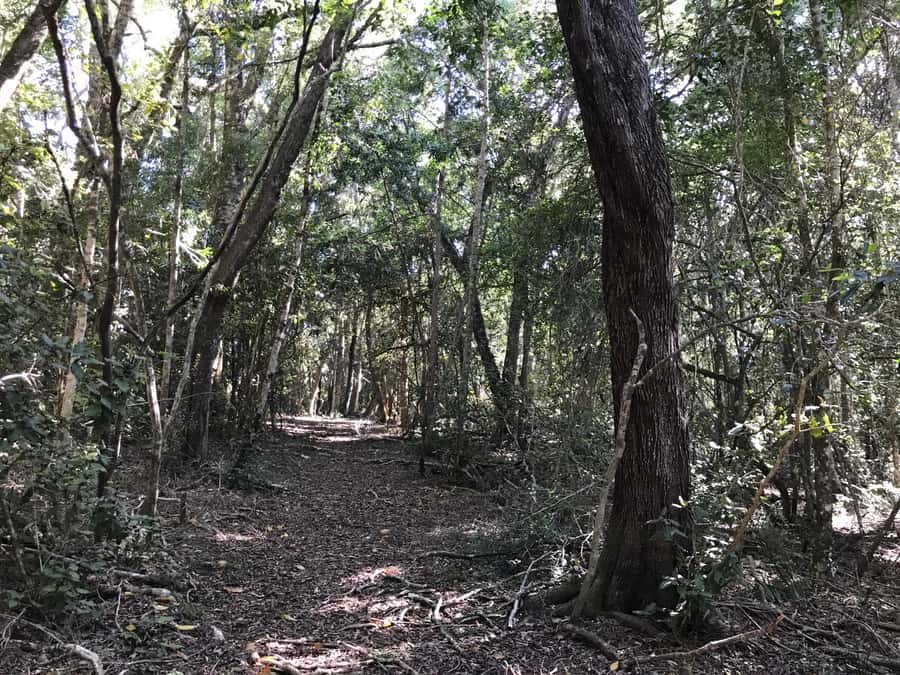 Guided Wildlife Tour and Forest Walk with Lunch Platter - Starting at Tenikwa Near Plettenberg Bay