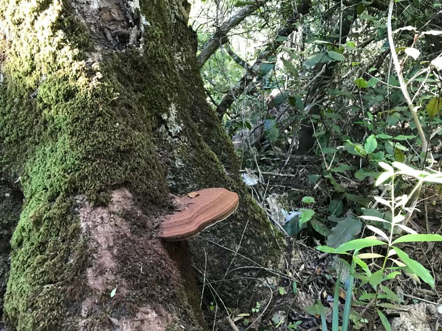 Guided Wildlife Tour and Forest Walk with Lunch Platter - Following Old Paths Through Tsitsikamma Forest