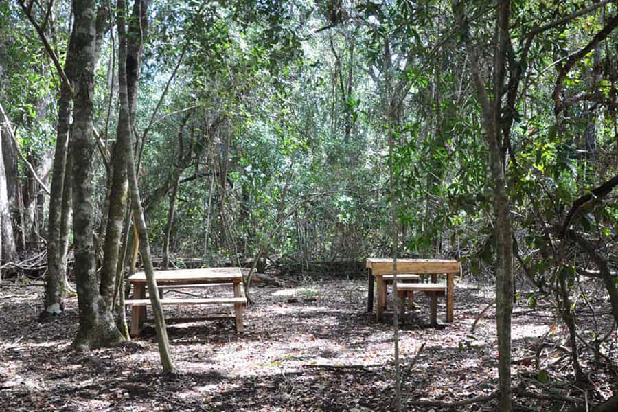 Guided Wildlife Tour and Forest Walk with Lunch Platter - Meeting Guides Who Make the Forest Legible