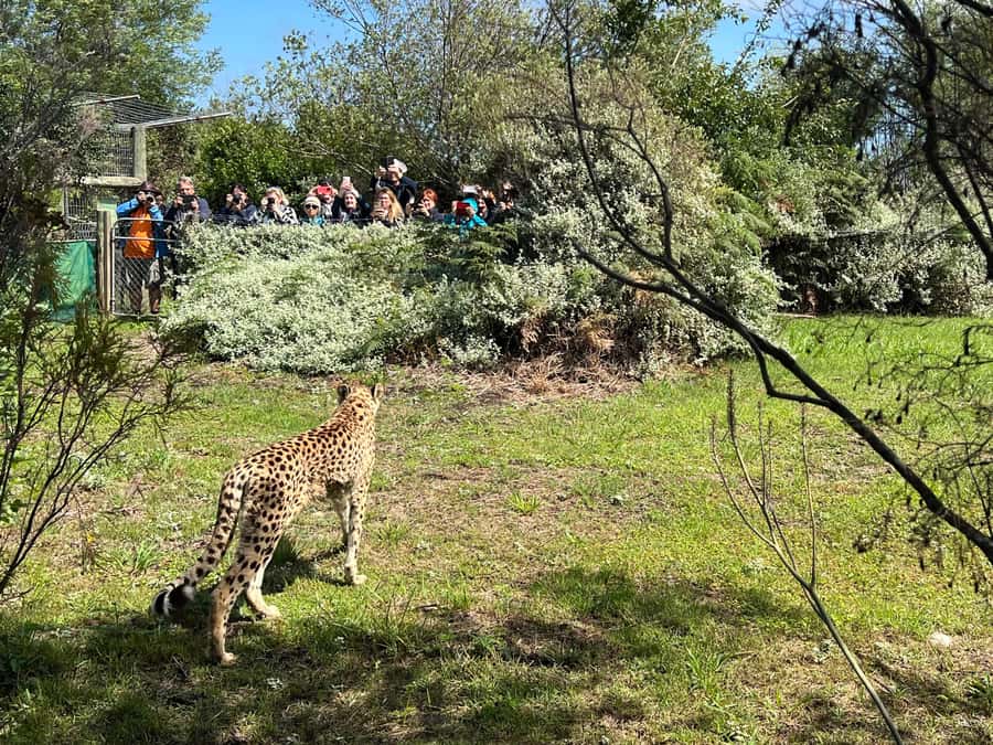 Guided Wildlife Tour and Forest Walk with Lunch Platter - Meeting South Africa’s Wild Cats