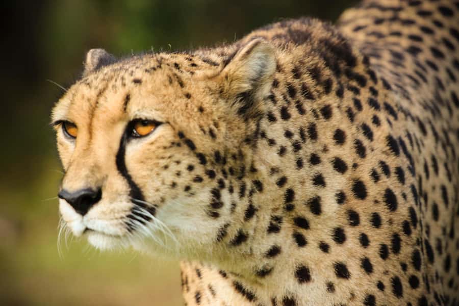 Guided Wildlife Tour and Forest Walk with Lunch Platter - How the Four Hours Usually Flow
