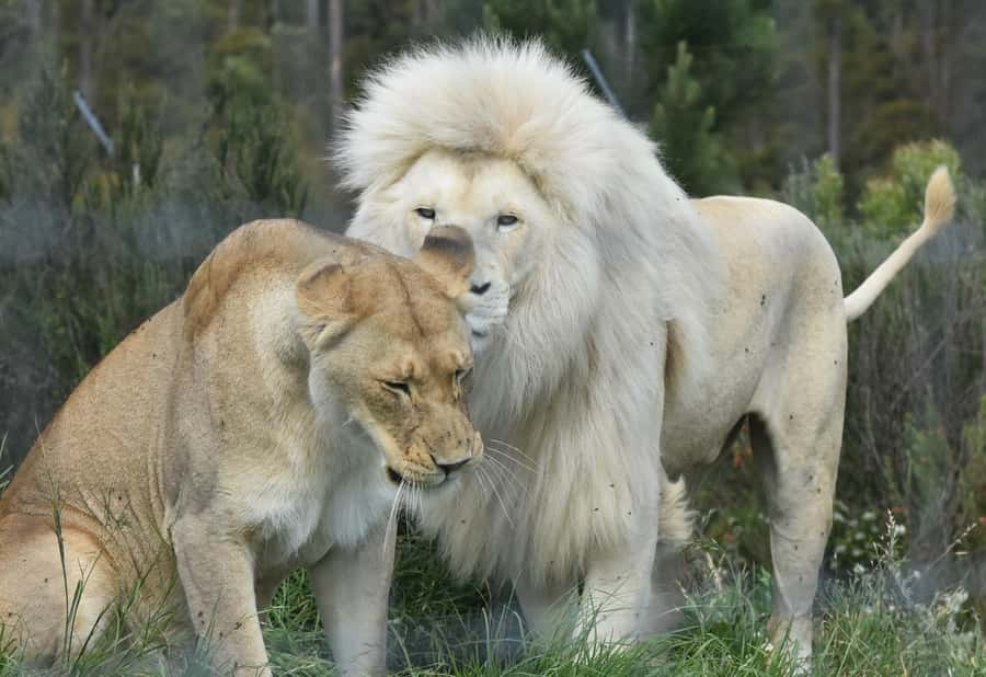 Guided Wildlife Tour and Forest Walk with Lunch Platter - What the $63 Price Gets You
