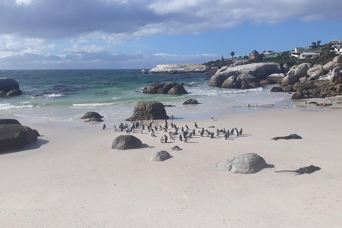 Half day African Penguin Tour - Boulders Beach is the main event