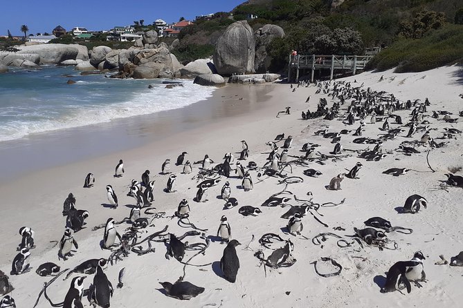 Half day African Penguin Tour - Simon’s Town connects the coast to naval history