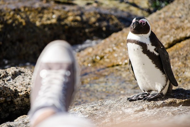 Half day am or pm Boulders Beach & Penguins with visit to Cape Point Great tour - Why this half-day Cape Peninsula tour works