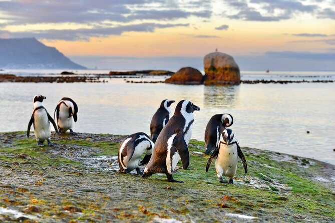 Half Day Boulders Penguins and Cape Point Small Group Tour - Why this half-day Cape Peninsula tour works