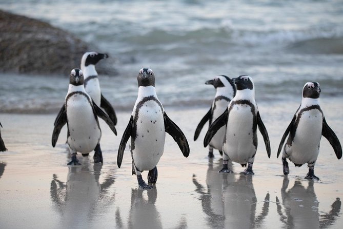Half Day Boulders Penguins and Cape Point Small Group Tour - Cape of Good Hope, fynbos, and wild animals