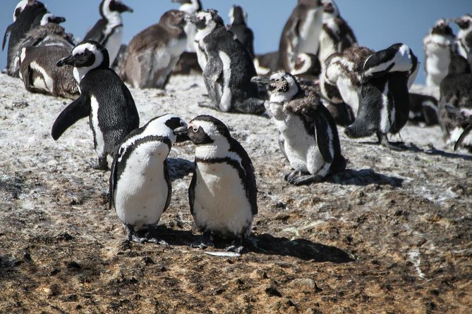 Half Day Boulders Penguins and Cape Point Small Group Tour - Chapmans Peak, when the road is open