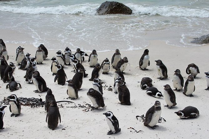 Half Day Boulders Penguins and Cape Point Small Group Tour - Along False Bay from Muizenberg to Fish Hoek