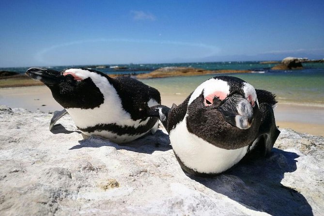 Half-Day Cape Peninsula Tour from Cape Town - A short stop at the Boulders penguin colony